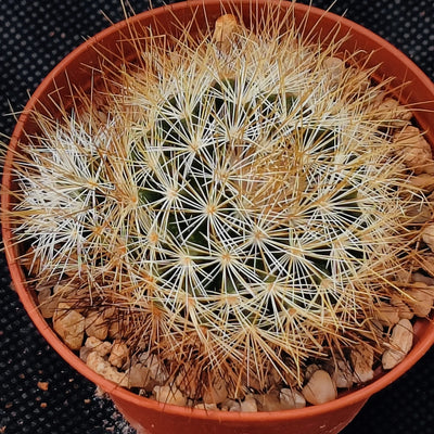 Mammillaria marcosii