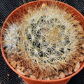 Mammillaria marcosii