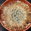 Mammillaria marcosii