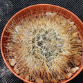 Mammillaria marcosii