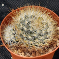 Mammillaria marcosii