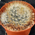 Mammillaria marcosii