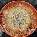 Mammillaria marcosii