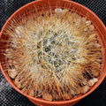 Mammillaria marcosii