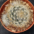 Mammillaria marcosii