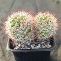 Mammillaria marcosii   brown spine 2 cabezas