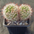 Mammillaria marcosii   brown spine 2 cabezas