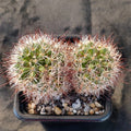 Mammillaria marcosii   brown spine 2 cabezas