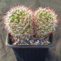 Mammillaria marcosii   brown spine 2 cabezas