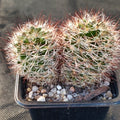 Mammillaria marcosii   brown spine 2 cabezas