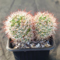 Mammillaria marcosii   brown spine 2 cabezas