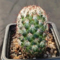 Mammillaria microhelia