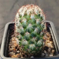 Mammillaria microhelia