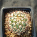 Mammillaria microhelia