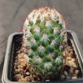 Mammillaria microhelia