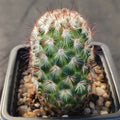 Mammillaria microhelia