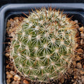 Mammillaria neopalmeri