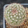 Mammillaria neopalmeri