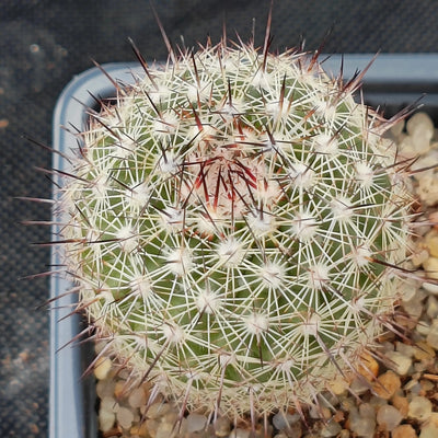 Mammillaria neopalmeri