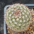 Mammillaria neopalmeri