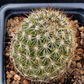 Mammillaria neopalmeri