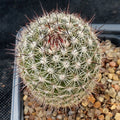 Mammillaria neopalmeri
