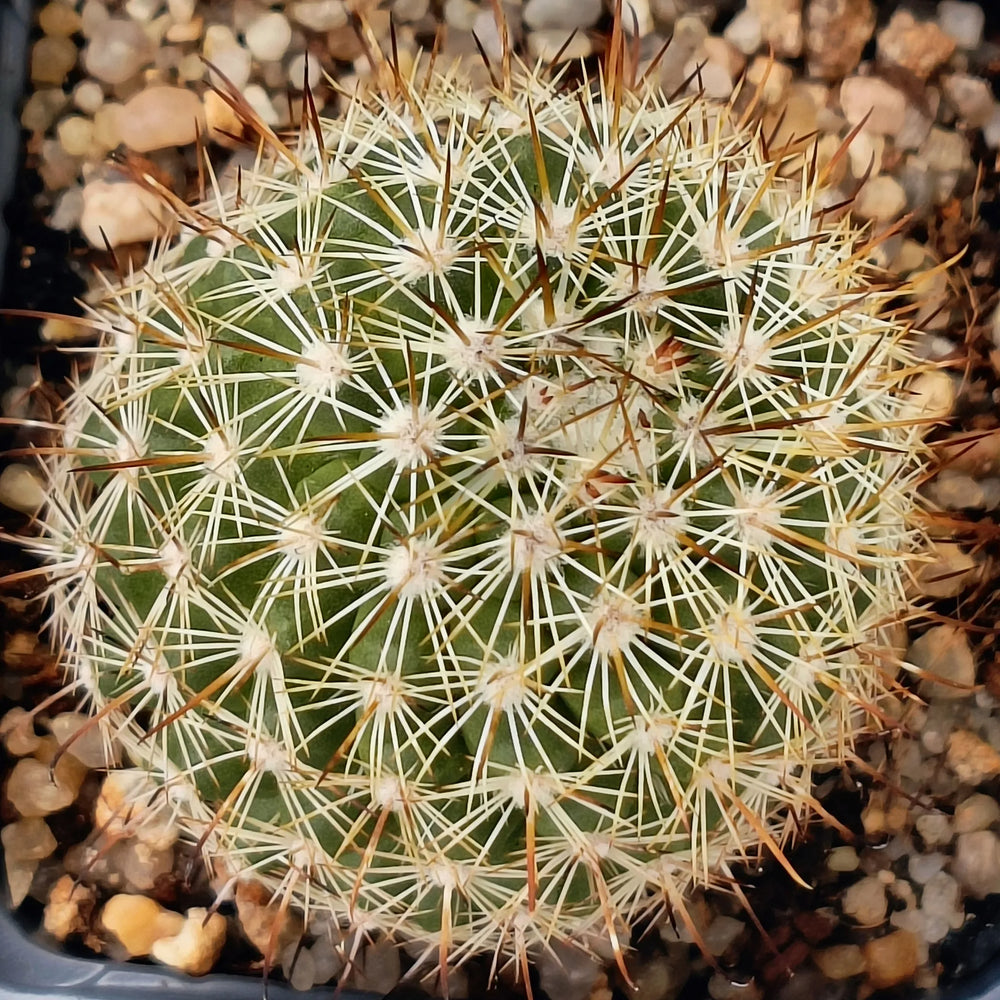 Mammillaria neopalmeri