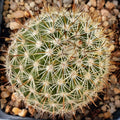 Mammillaria neopalmeri