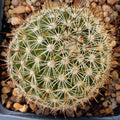 Mammillaria neopalmeri
