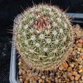 Mammillaria neopalmeri