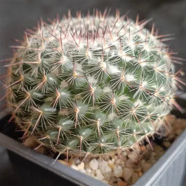 Mammillaria parkinsonii var cadereytensis