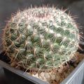 Mammillaria parkinsonii var cadereytensis