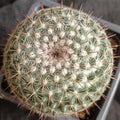 Mammillaria parkinsonii var cadereytensis