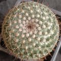 Mammillaria parkinsonii var cadereytensis