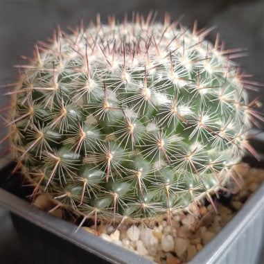 Mammillaria parkinsonii var cadereytensis