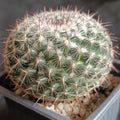 Mammillaria parkinsonii var cadereytensis