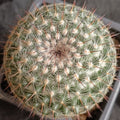 Mammillaria parkinsonii var cadereytensis
