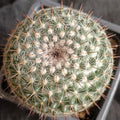 Mammillaria parkinsonii var cadereytensis