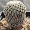 Mammillaria pectinifera