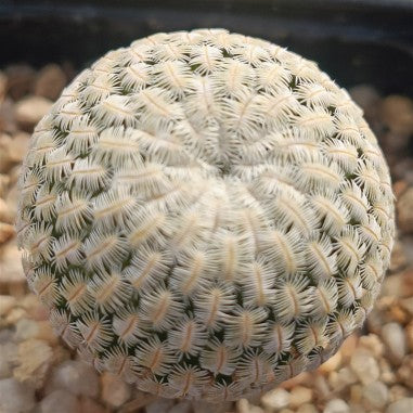 Mammillaria pectinifera