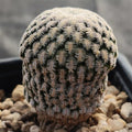 Mammillaria pectinifera