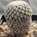 Mammillaria pectinifera