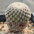 Mammillaria pectinifera