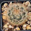 Mammillaria penispinosa