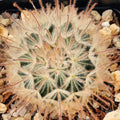 Mammillaria penispinosa