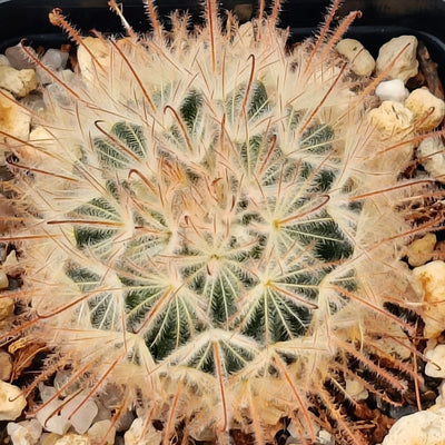 Mammillaria penispinosa