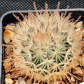 Mammillaria penispinosa