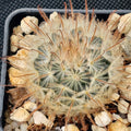 Mammillaria penispinosa