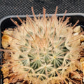 Mammillaria penispinosa