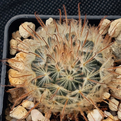 Mammillaria penispinosa